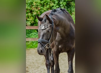 Hannoveraan, Ruin, 6 Jaar, 170 cm, Zwart
