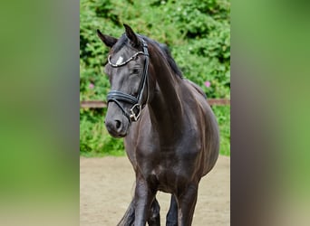 Hannoveraan, Ruin, 6 Jaar, 170 cm, Zwart