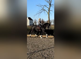 Hannoveraan, Ruin, 6 Jaar, 170 cm, Zwart