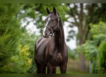 Hannoveraan, Ruin, 6 Jaar, 170 cm, Zwart