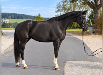 Hannoveraan, Ruin, 6 Jaar, 170 cm, Zwart