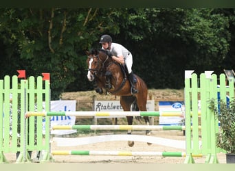 Hannoveraan, Ruin, 6 Jaar, 171 cm, Brauner