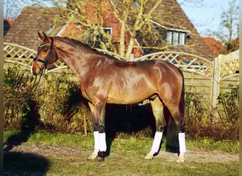 Hannoveraan, Ruin, 6 Jaar, 171 cm, Bruin