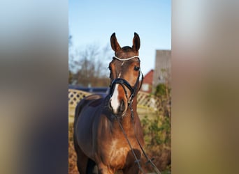 Hannoveraan, Ruin, 6 Jaar, 171 cm, Bruin