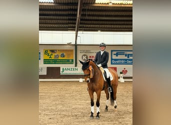 Hannoveraan, Ruin, 6 Jaar, 171 cm, Bruin