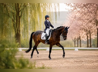Hannoveraan, Ruin, 6 Jaar, 171 cm, Donkerbruin