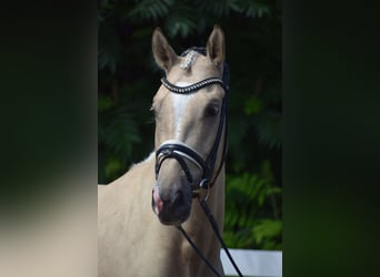 Hannoveraan, Ruin, 6 Jaar, 171 cm, Palomino