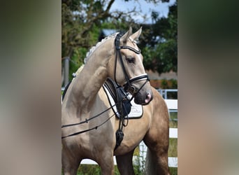 Hannoveraan, Ruin, 6 Jaar, 171 cm, Palomino