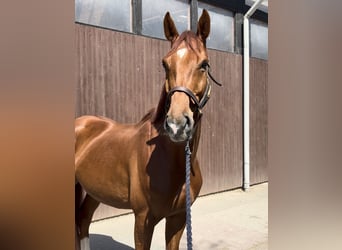 Hannoveraan, Ruin, 6 Jaar, 171 cm, Vos