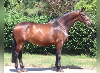 Hannoveraan, Ruin, 6 Jaar, 172 cm, Bruin