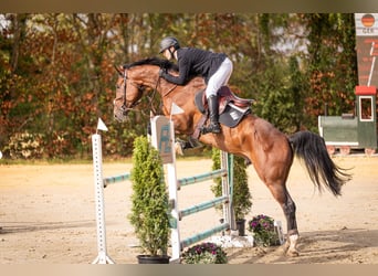 Hannoveraan, Ruin, 6 Jaar, 172 cm, Bruin