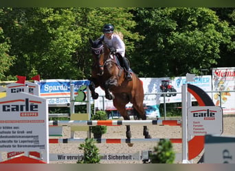 Hannoveraan, Ruin, 6 Jaar, 172 cm, Bruin