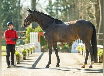 Hannoveraan, Ruin, 6 Jaar, 172 cm, Donkerbruin