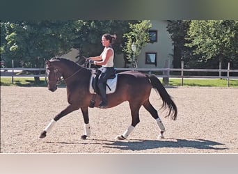 Hannoveraan, Ruin, 6 Jaar, 172 cm, Donkerbruin