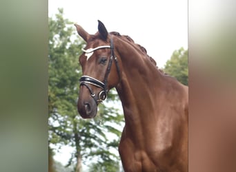 Hannoveraan, Ruin, 6 Jaar, 172 cm, Donkere-vos