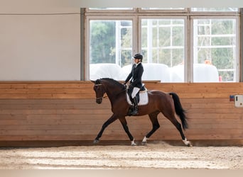 Hannoveraan, Ruin, 6 Jaar, 172 cm, Roodbruin