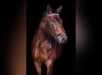 Hannoveraan, Ruin, 6 Jaar, 172 cm, Roodbruin