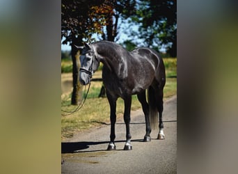 Hannoveraan, Ruin, 6 Jaar, 172 cm, Schimmel