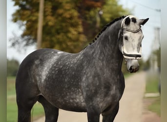 Hannoveraner, Wallach, 6 Jahre, 172 cm, Schimmel