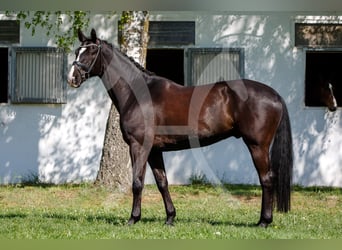 Hannoveraan, Ruin, 6 Jaar, 172 cm, Zwart