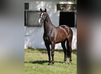 Hannoveraan, Ruin, 6 Jaar, 172 cm, Zwart