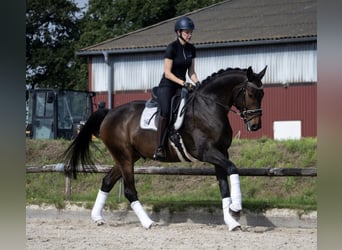 Hannoveraan, Ruin, 6 Jaar, 172 cm, Zwartbruin