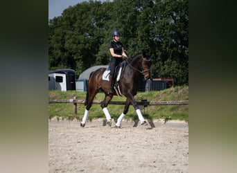 Hannoveraan, Ruin, 6 Jaar, 172 cm, Zwartbruin