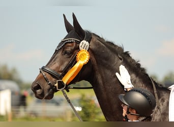 Hannoveraan, Ruin, 6 Jaar, 172 cm, Zwartbruin
