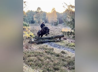 Hannoveraan, Ruin, 6 Jaar, 172 cm, Zwartbruin