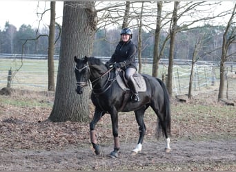 Hannoveraan, Ruin, 6 Jaar, 172 cm, Zwartbruin
