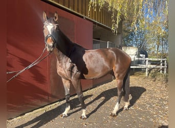 Hannoveraan, Ruin, 6 Jaar, 173 cm, Bruin