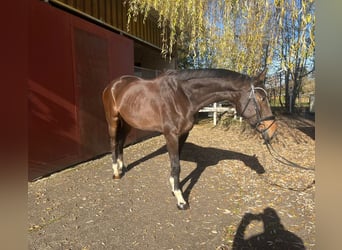 Hannoveraan, Ruin, 6 Jaar, 173 cm, Bruin