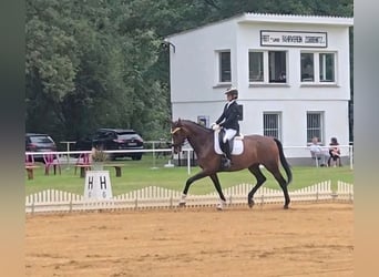 Hannoveraan, Ruin, 6 Jaar, 173 cm, Bruin