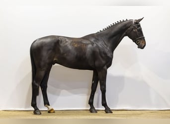Hannoveraan, Ruin, 6 Jaar, 173 cm, Zwart