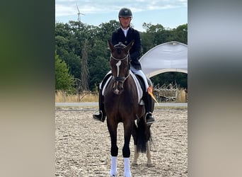 Hannoveraan, Ruin, 6 Jaar, 174 cm, Bruin