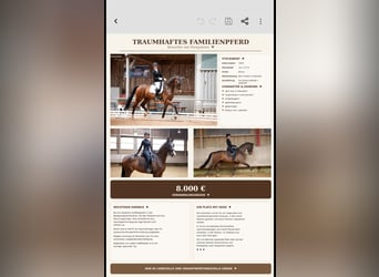 Hannoveraan, Ruin, 6 Jaar, 174 cm, Bruin