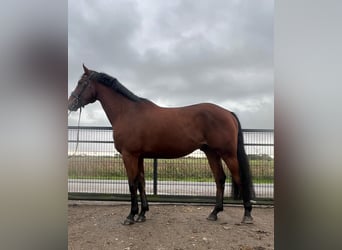 Hannoveraan, Ruin, 6 Jaar, 174 cm, Bruin