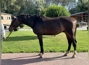 Hannoveraan, Ruin, 6 Jaar, 174 cm, Bruin
