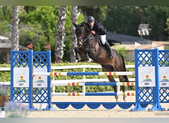 Hannoveraan, Ruin, 6 Jaar, 174 cm, Bruin