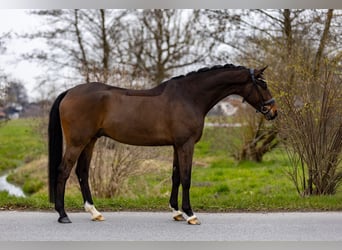 Hannoveraan, Ruin, 6 Jaar, 174 cm, Donkerbruin