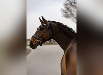 Hannoveraan, Ruin, 6 Jaar, 174 cm, Donkerbruin