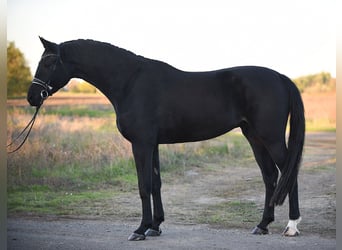 Hannoveraan, Ruin, 6 Jaar, 174 cm, Zwart