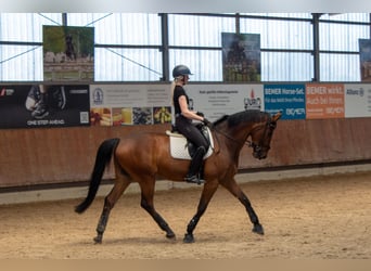 Hannoveraan, Ruin, 6 Jaar, 175 cm, Bruin
