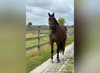 Hannoveraan, Ruin, 6 Jaar, 175 cm, Bruin