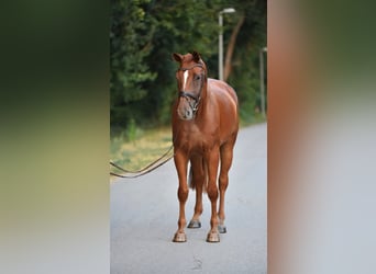 Hannoveraan, Ruin, 6 Jaar, 175 cm, Donkere-vos