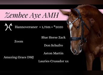 Hannoveraan, Ruin, 6 Jaar, 175 cm, Donkere-vos