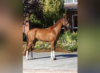 Hannoveraan, Ruin, 6 Jaar, 175 cm, Vos