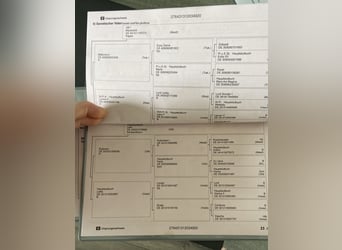 Hannoveraan, Ruin, 6 Jaar, 175 cm, Zwart