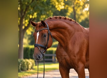 Hannoveraan, Ruin, 6 Jaar, 176 cm