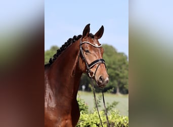 Hannoveraan, Ruin, 6 Jaar, 177 cm, Bruin